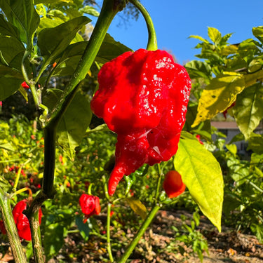 Zing - Seeds - The Pepper Pantry (Formerly Marie Sharp's)